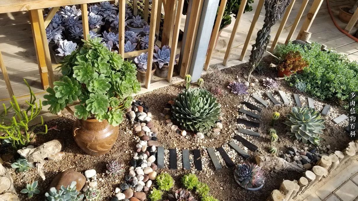 多肉如何养才不损耗杆子的养分,多肉养护修根视频