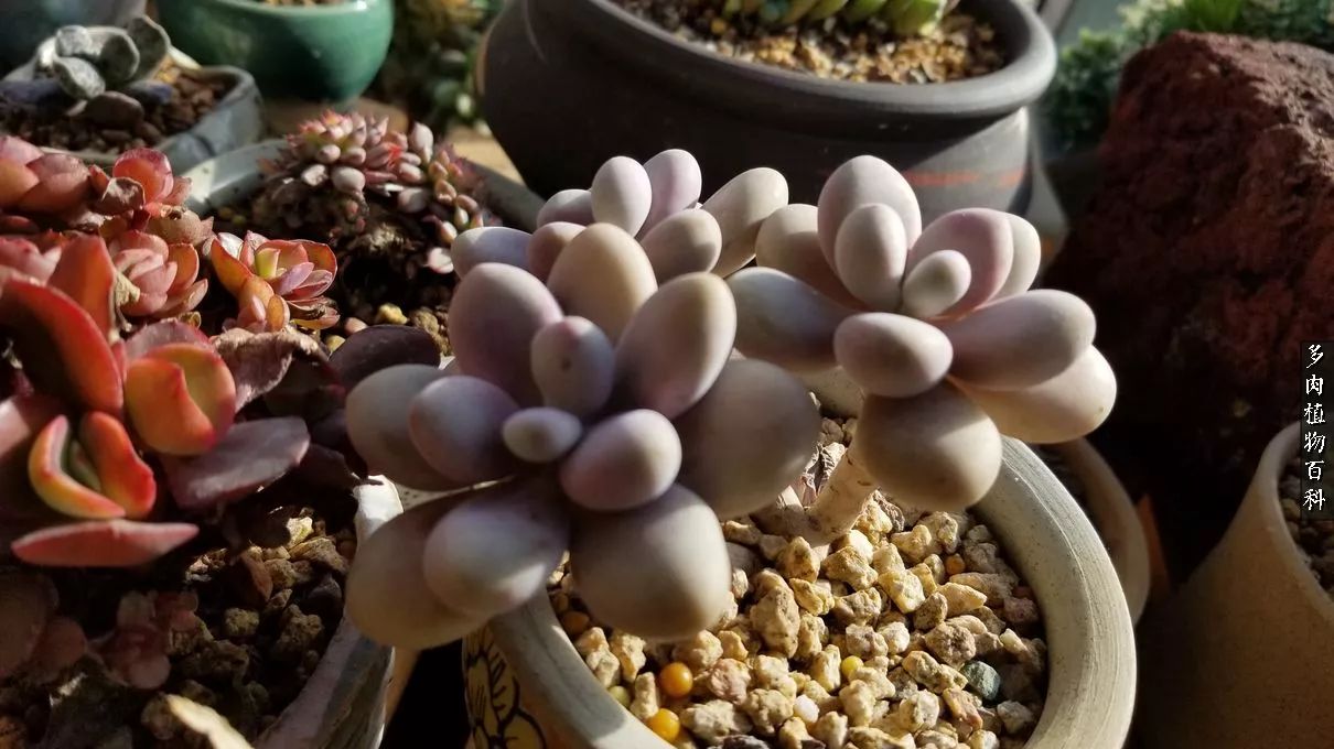 多肉如何养才不损耗杆子的养分,多肉养护修根视频