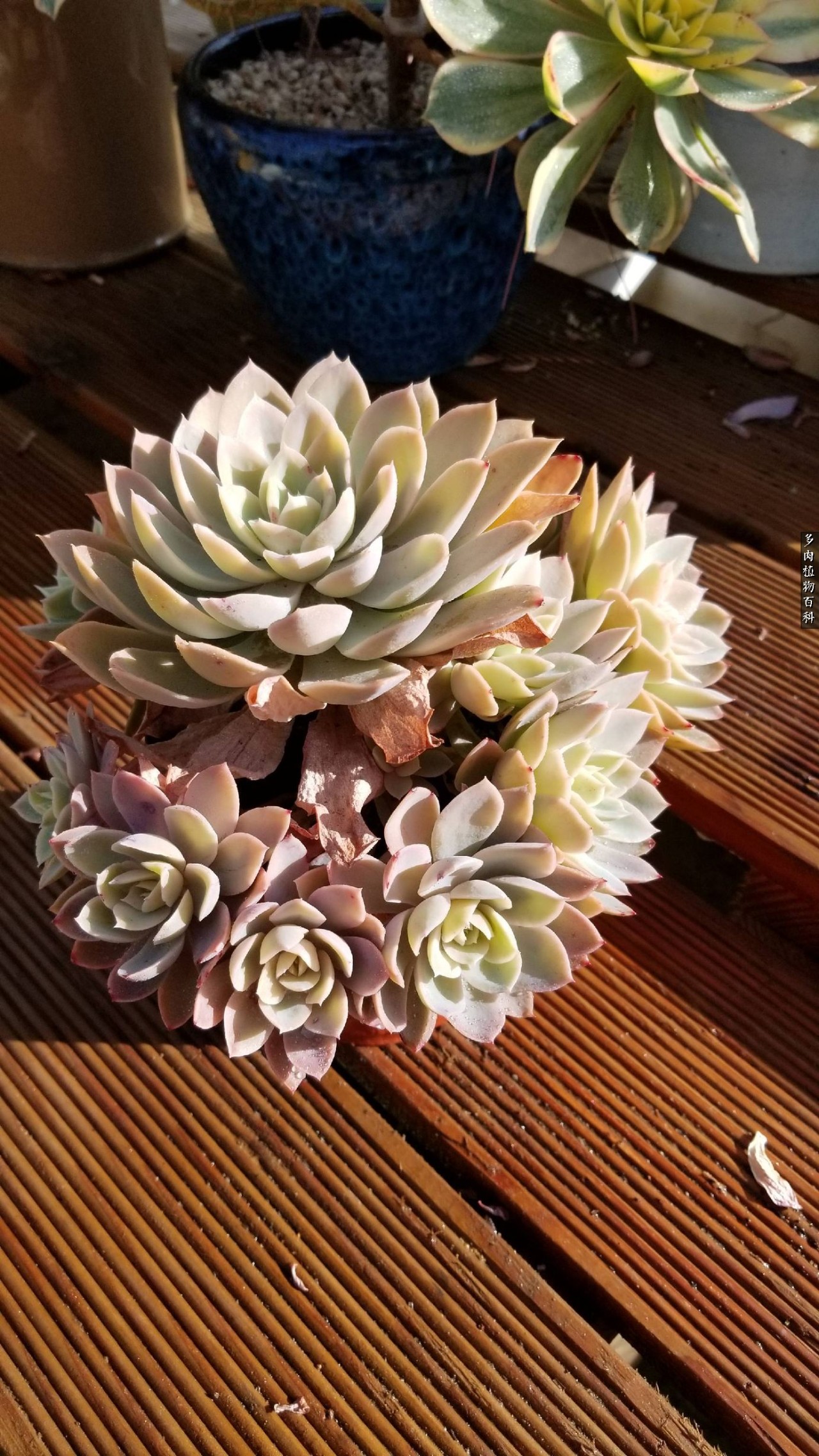 多肉如何养才不损耗杆子的养分,多肉养护修根视频