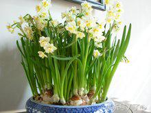 关于水仙花的知识简短,关于水仙花的知识有哪些