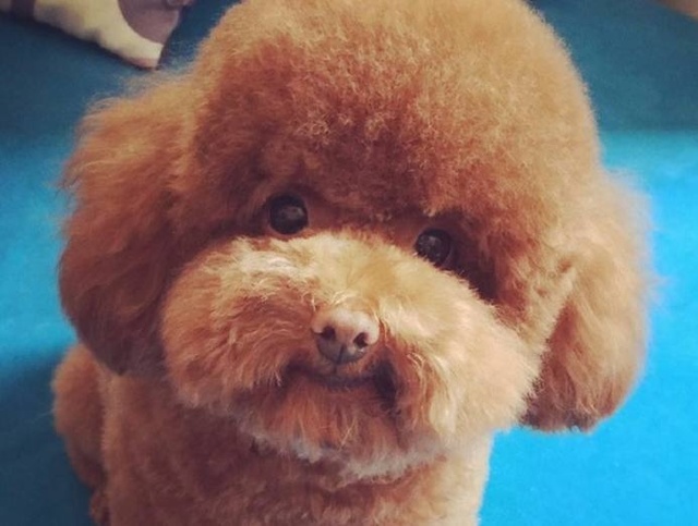 新手养泰迪怎么投食,新手养公泰迪还是母泰迪