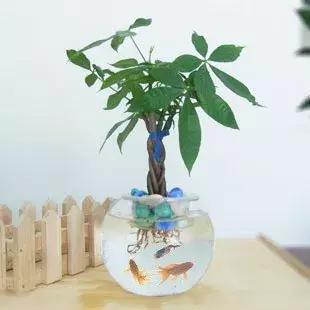 怎么养好小鱼儿 (怎样养好小鱼儿)