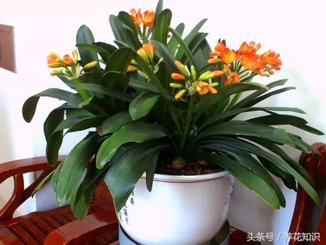 君子兰开花初期的管理方法,君子兰怎么养生长快视频