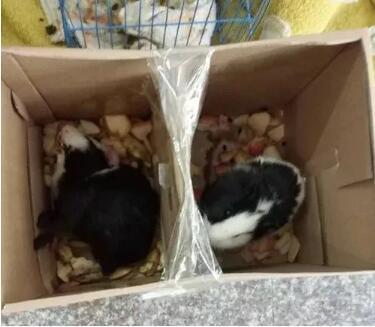 老汉背35万找战友，女子收到苹果老鼠吃了死掉，是婚姻中的不幸！