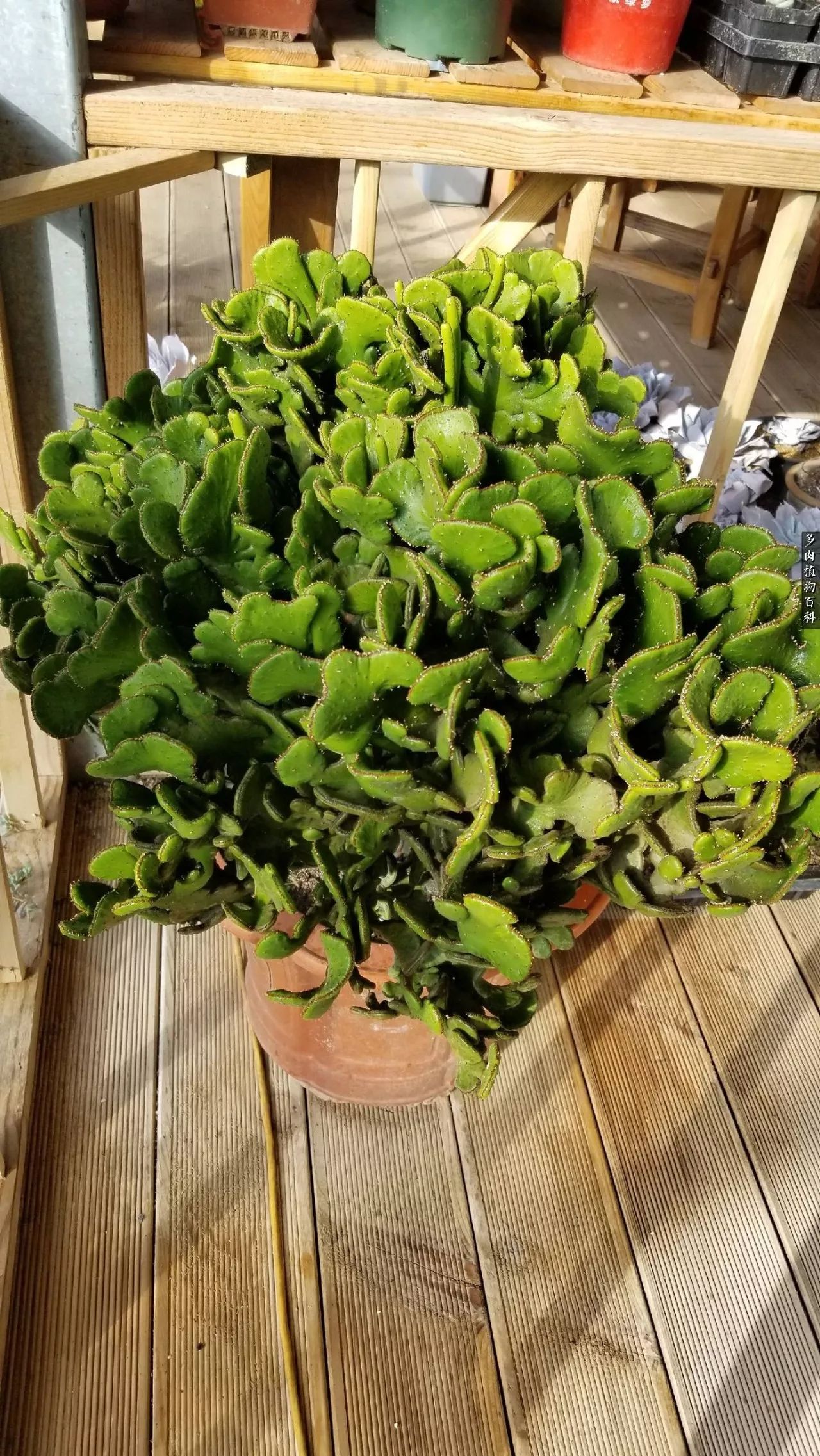 多肉如何养才不损耗杆子的养分,多肉养护修根视频