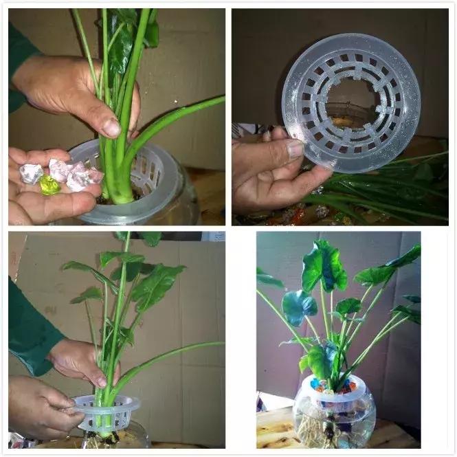 怎么养好小鱼儿 (怎样养好小鱼儿)