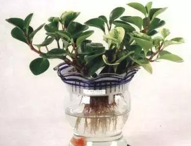 怎么养好小鱼儿 (怎样养好小鱼儿)