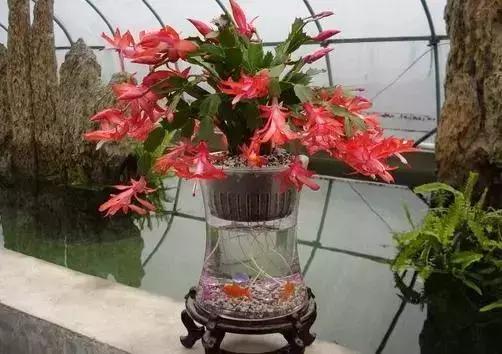 怎么养好小鱼儿 (怎样养好小鱼儿)