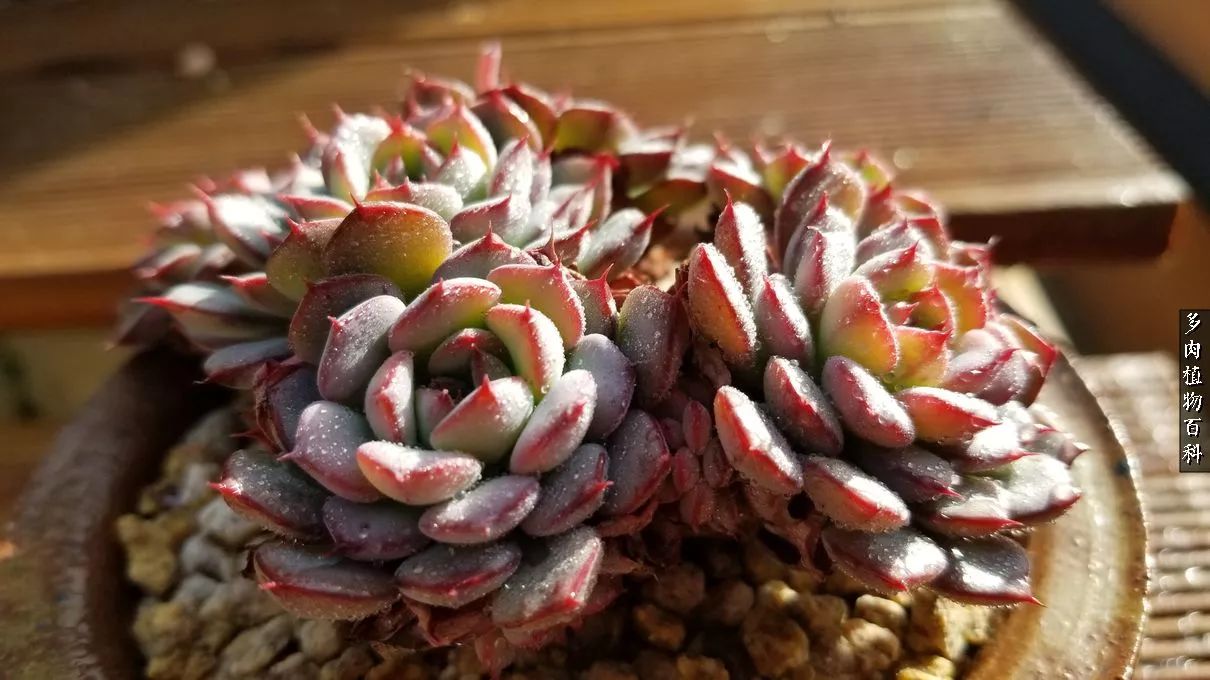 多肉如何养才不损耗杆子的养分,多肉养护修根视频