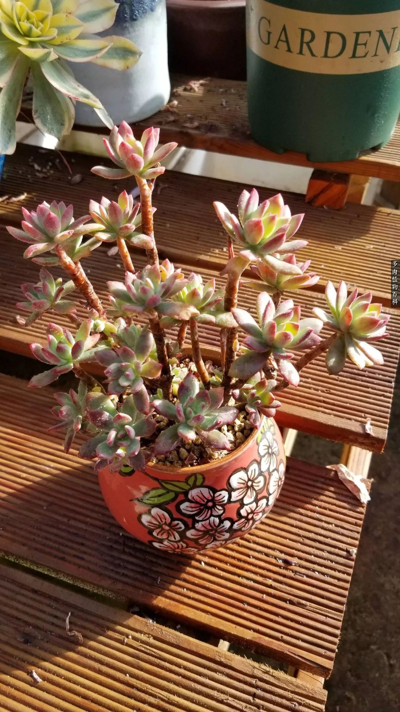 多肉如何养才不损耗杆子的养分,多肉养护修根视频