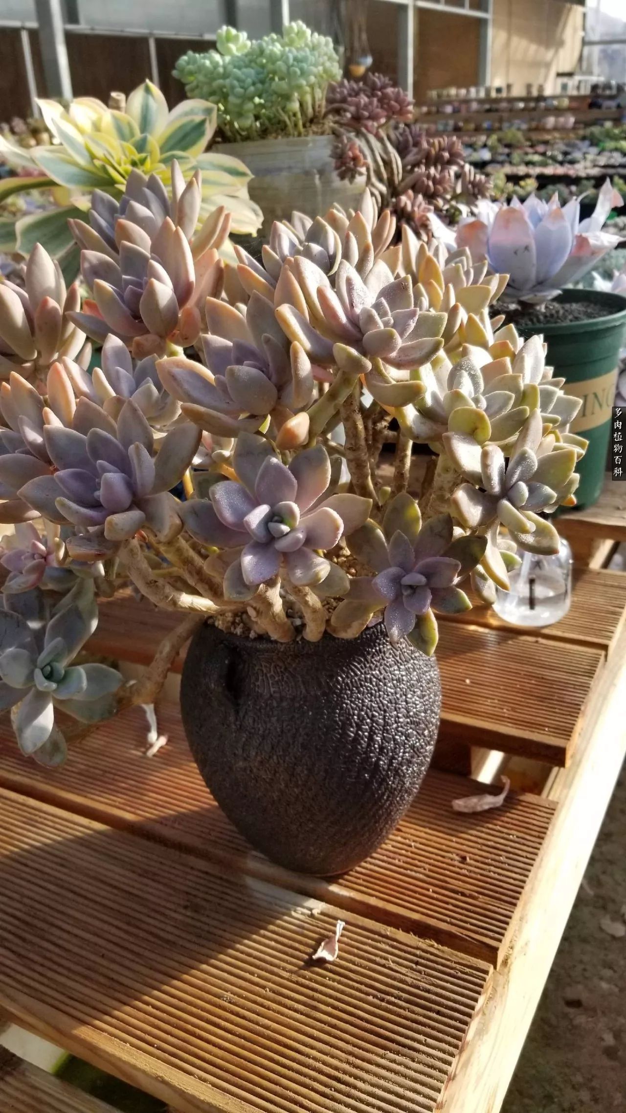 多肉如何养才不损耗杆子的养分,多肉养护修根视频