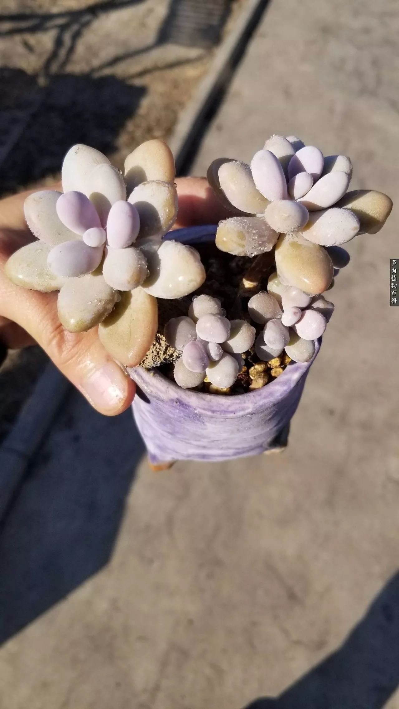 多肉如何养才不损耗杆子的养分,多肉养护修根视频