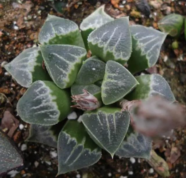 多肉植物有毒品种图片大全及名称,家庭养的多肉致癌吗