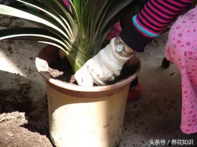 君子兰开花初期的管理方法,君子兰怎么养生长快视频