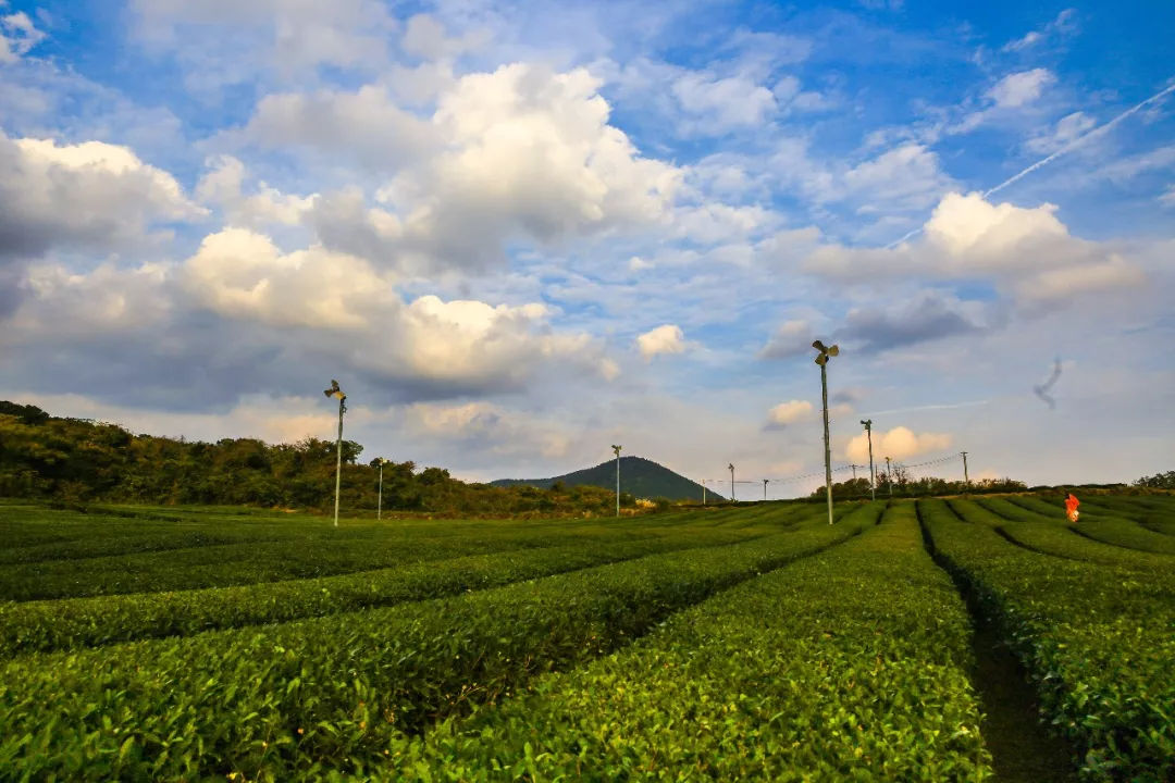 去济州岛能够买些什么回来,济州岛玩乐全攻略