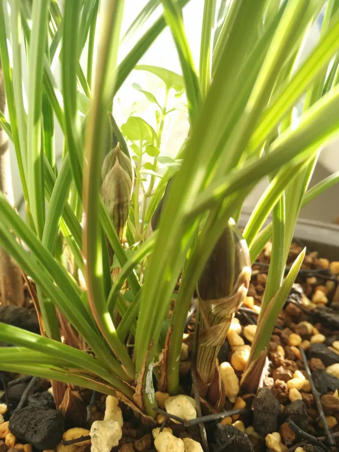 为什么兰花花苞会消苞呢,兰花春化中花苞停止生长