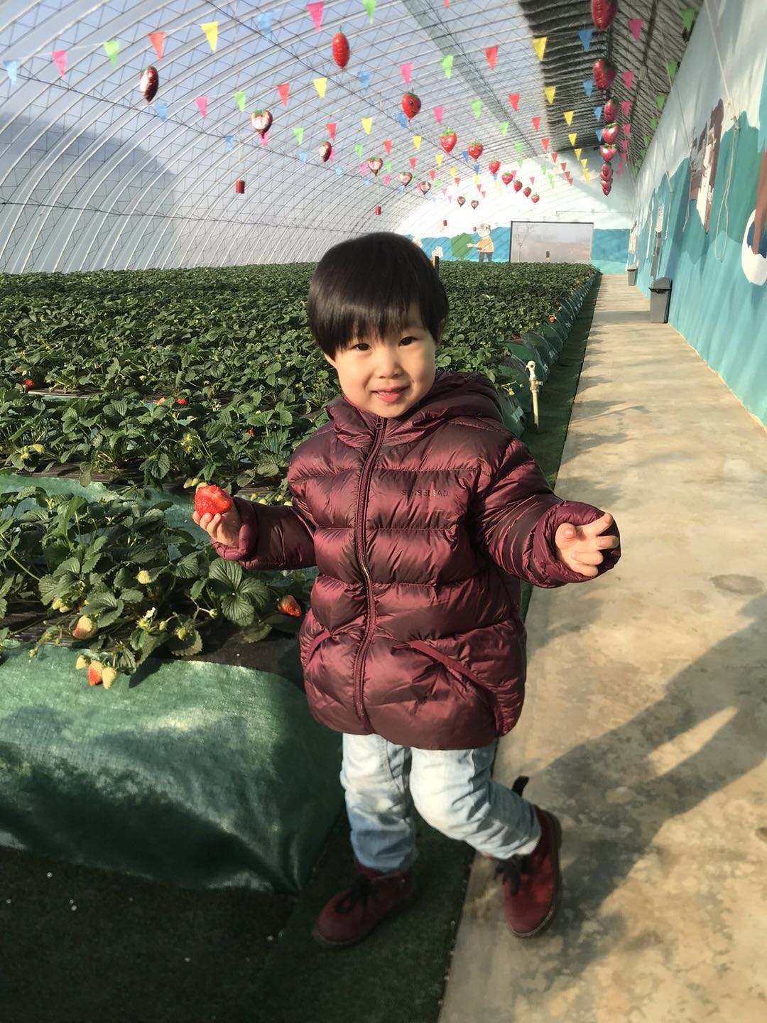 普兰店摘草莓的地方,普兰店草莓采摘技术