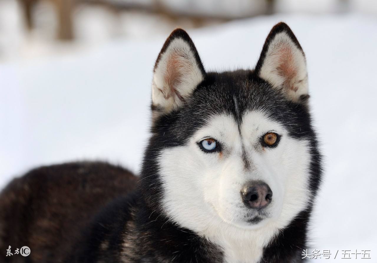 西伯利亚雪橇犬跟哈士奇的区别,哈士奇雪橇犬百科介绍大全