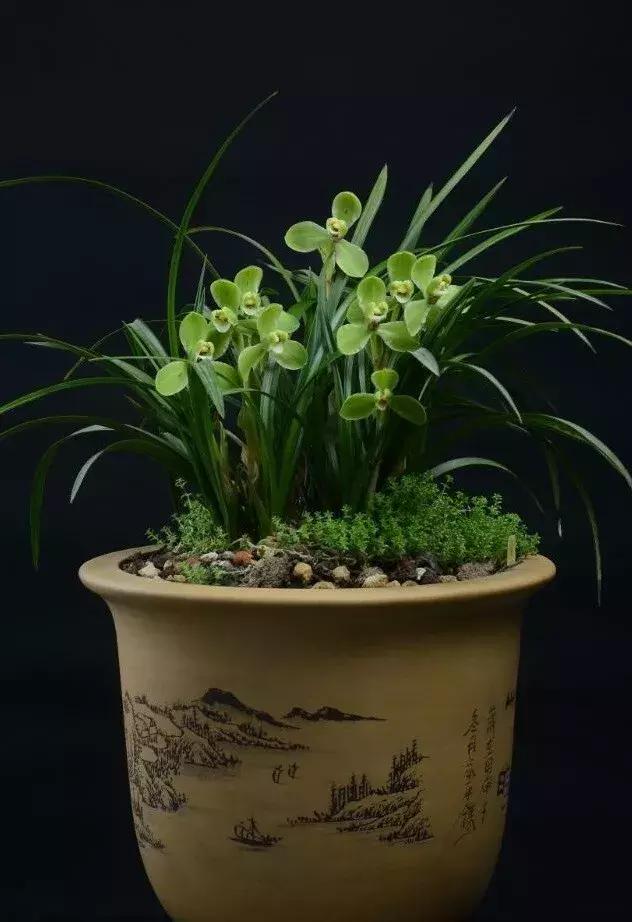 为什么兰花花苞会消苞呢,兰花春化中花苞停止生长