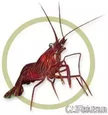 自己繁殖海水观赏虾,海水观赏虾最耐高温