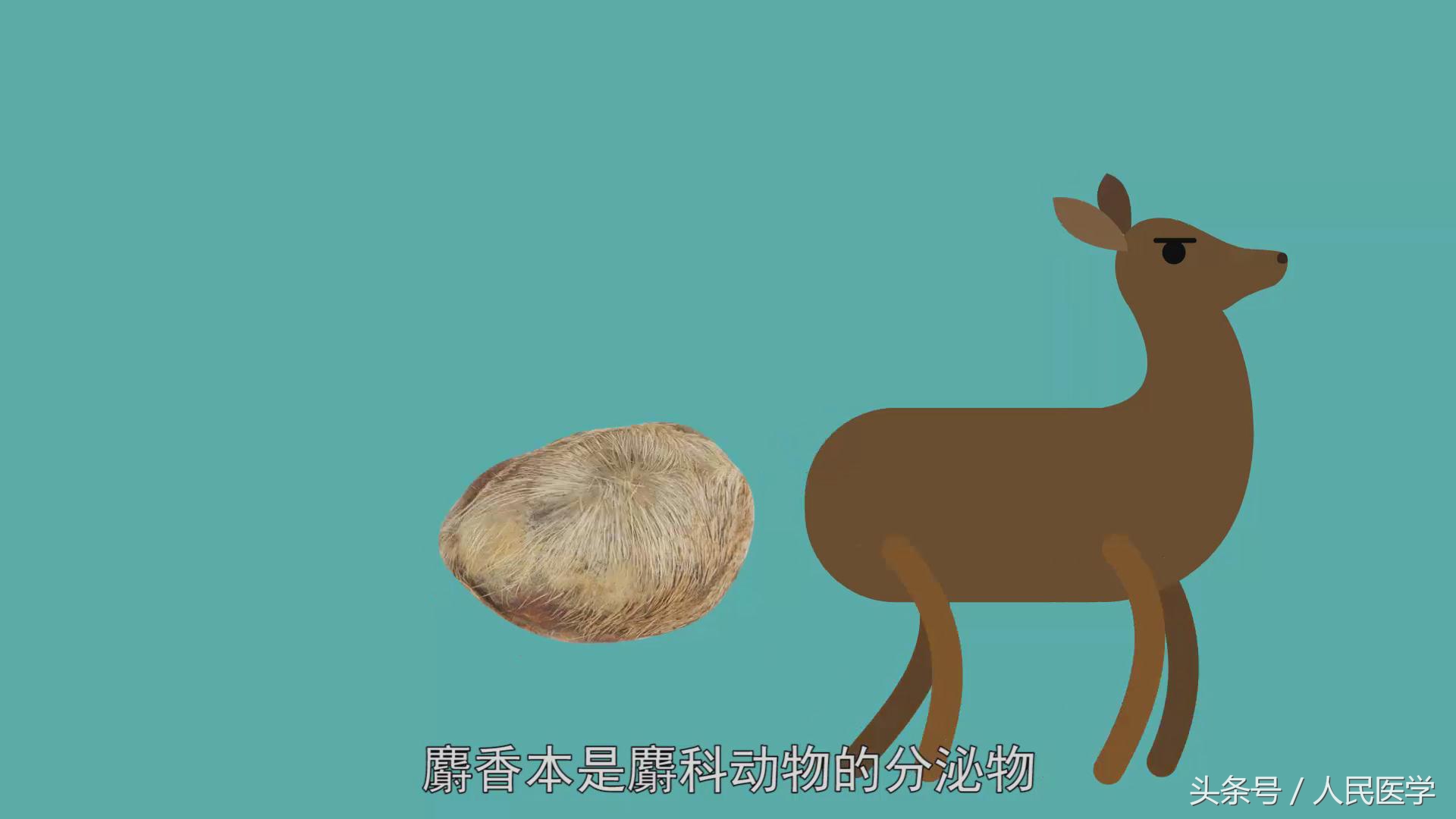 麝香能够导致女人流产吗,麝香能够打胎吗