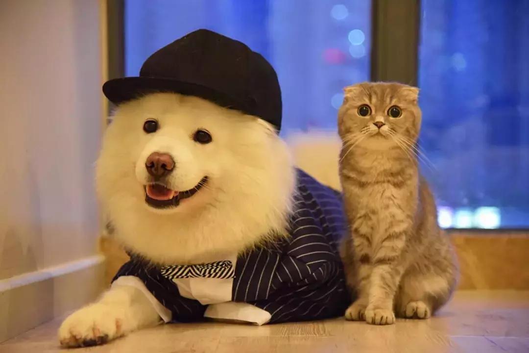 你今天养猫了吗,吸猫是怎么回事