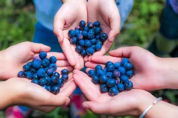 浙江采摘瓜果亲子游方案,金华采摘游最强攻略