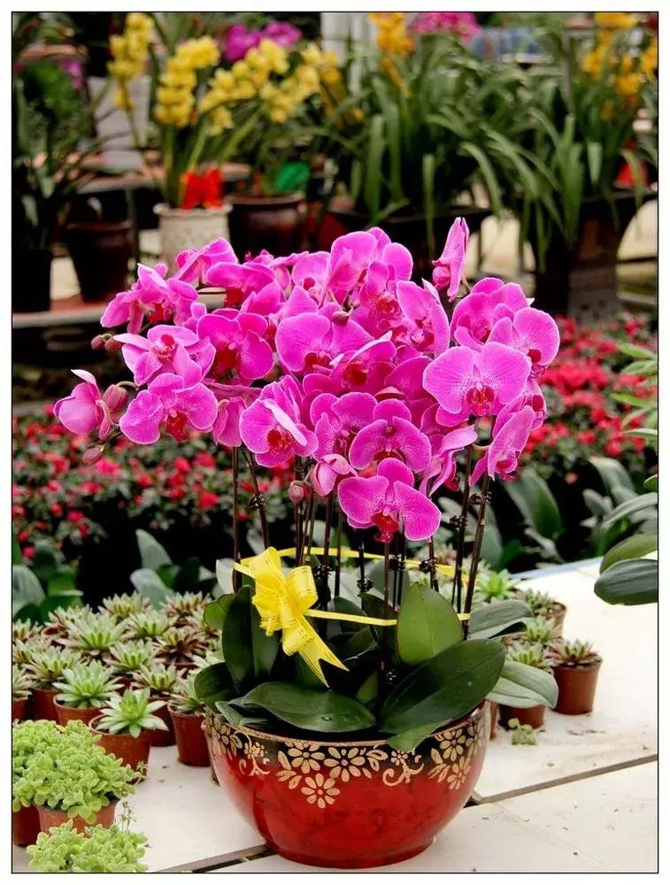 蝴蝶兰价格是多少,今年的蝴蝶兰的价格是多少