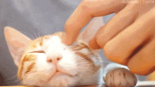 你今天养猫了吗,吸猫是怎么回事