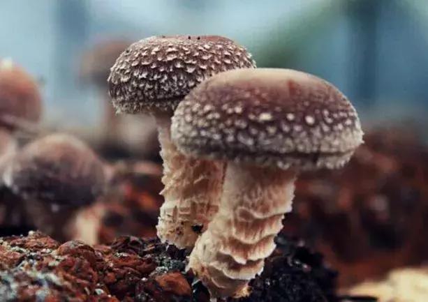 浙江采摘瓜果亲子游方案,金华采摘游最强攻略