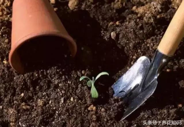 自制营养土最简单的方法种花,自制营养土最简单又快速的方法