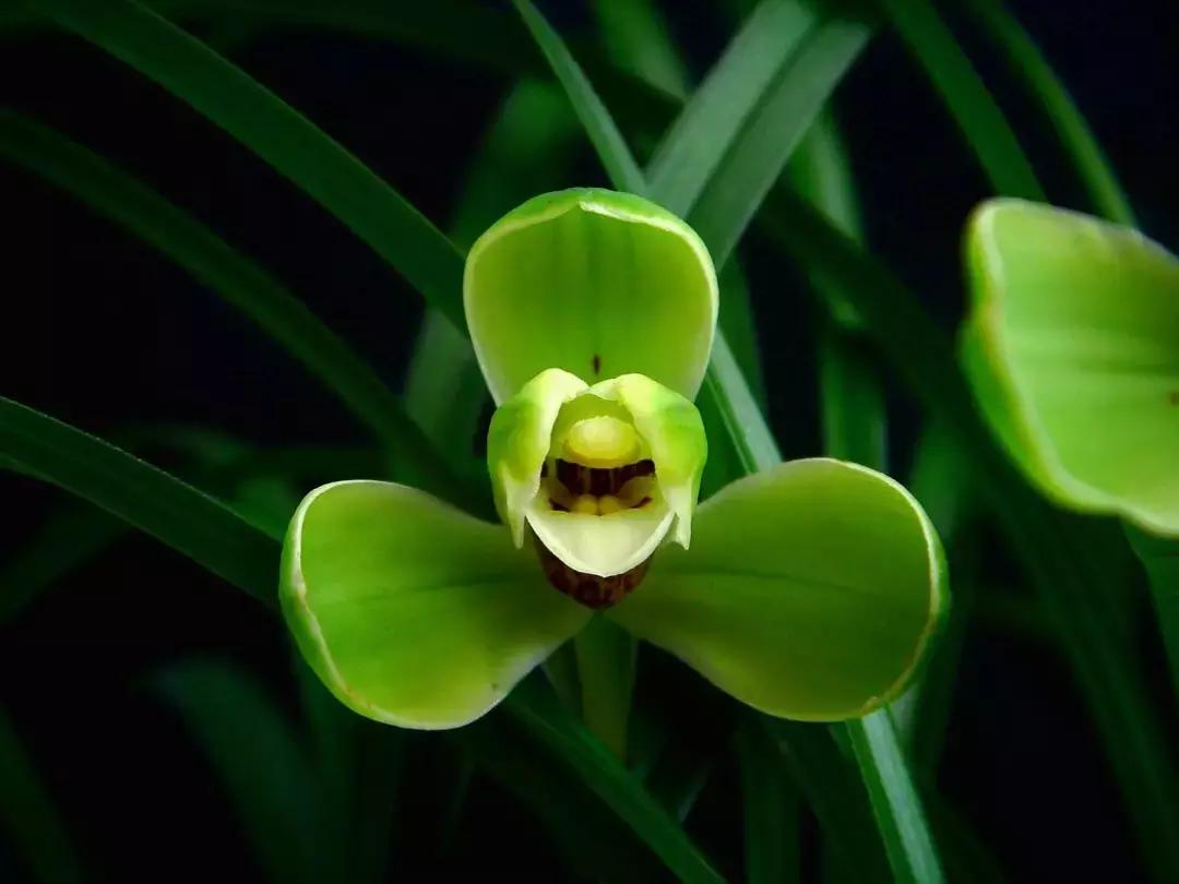 为什么兰花花苞会消苞呢,兰花春化中花苞停止生长