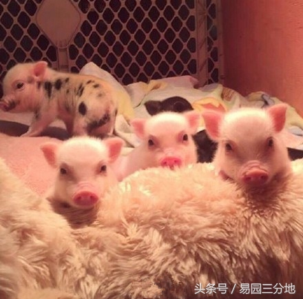 亥猪运势最好的属相,十二生肖中谁的猪命最好