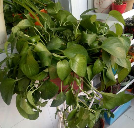 绿萝冬天叶子黄了什么原因,绿萝叶子冬天发黄是什么原因呢