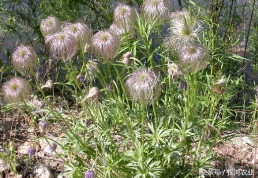 中药材市场行情变化无常,药材行情还会涨吗