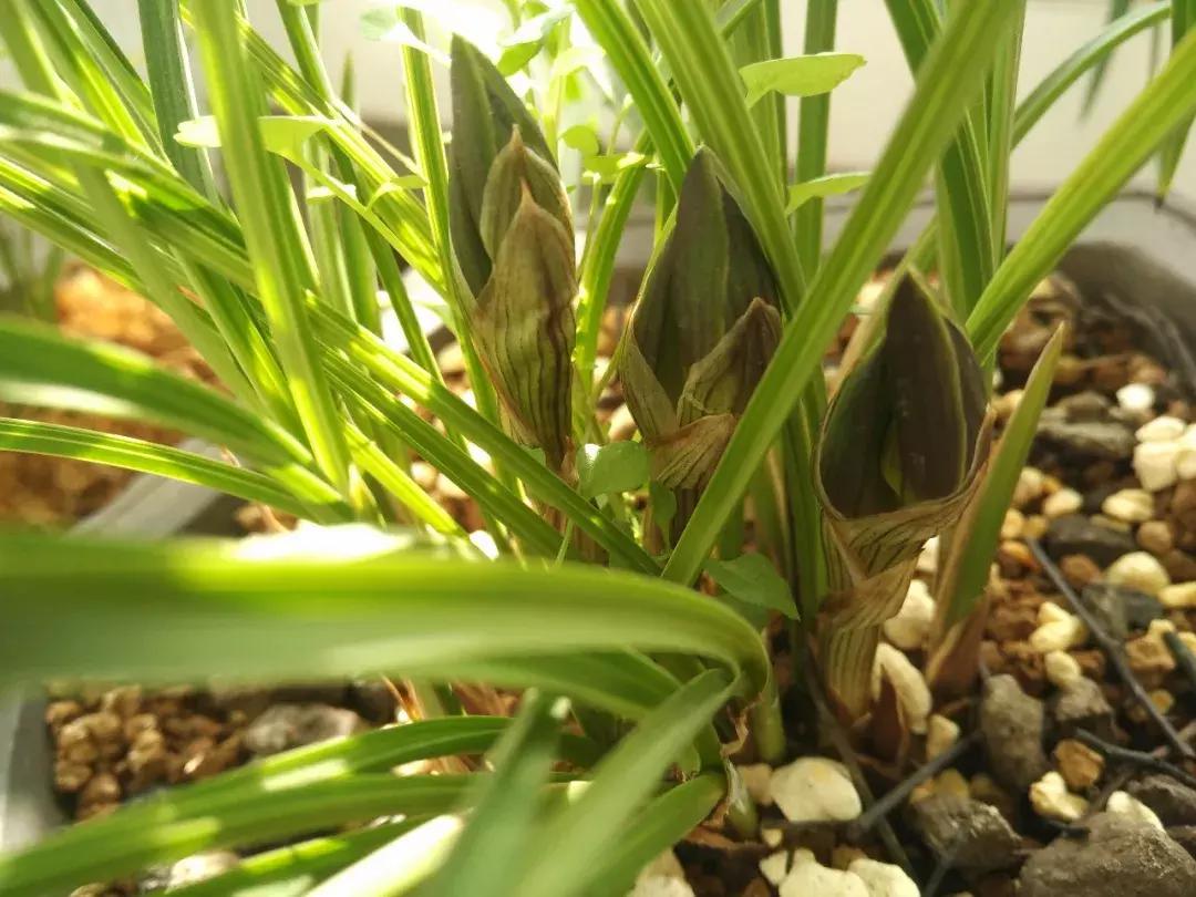 为什么兰花花苞会消苞呢,兰花春化中花苞停止生长