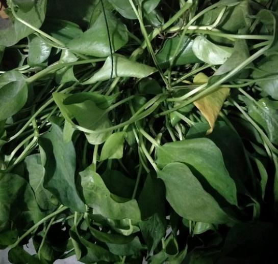 绿萝冬天叶子黄了什么原因,绿萝叶子冬天发黄是什么原因呢