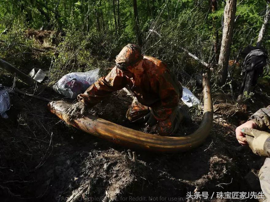 象牙禁令前收藏的象牙,哪一年开始禁象牙