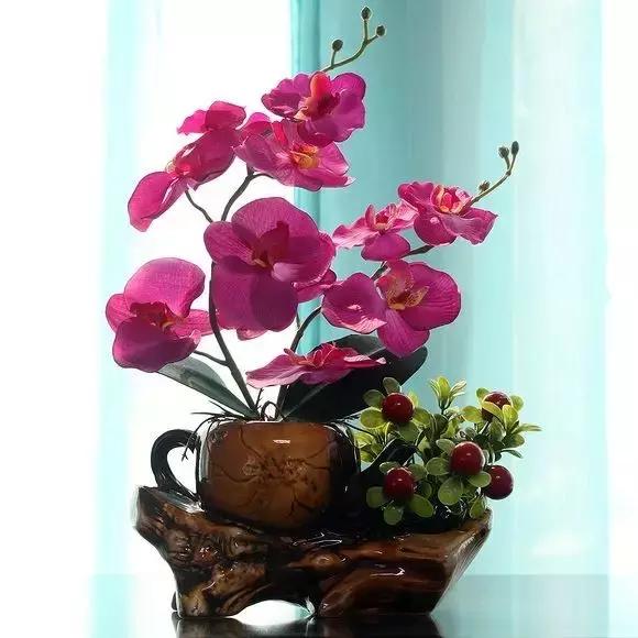 蝴蝶兰价格是多少,今年的蝴蝶兰的价格是多少