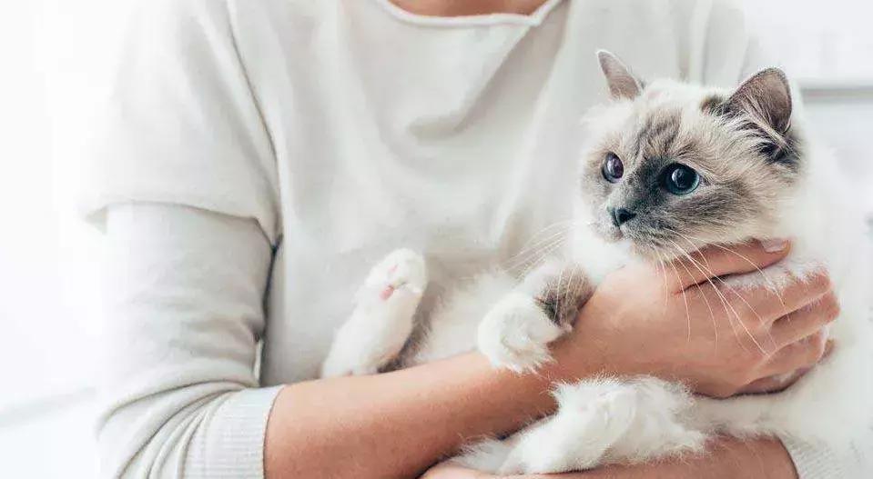 你今天养猫了吗,吸猫是怎么回事