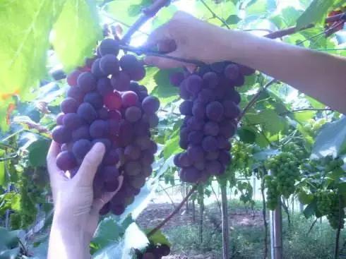 浙江采摘瓜果亲子游方案,金华采摘游最强攻略