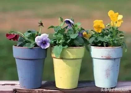 自制营养土最简单的方法种花,自制营养土最简单又快速的方法