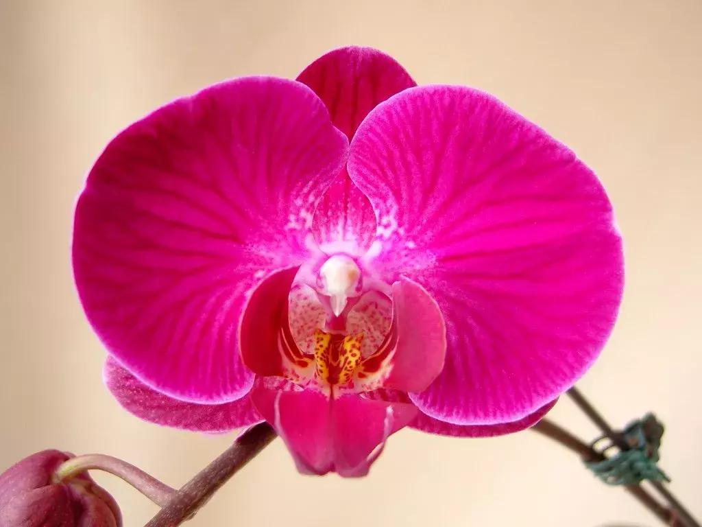 蝴蝶兰价格是多少,今年的蝴蝶兰的价格是多少