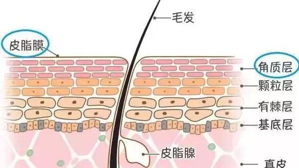 CiCi年希老师：运动后敷面膜最有效？