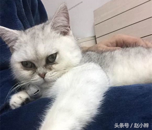 猫咪泪痕重眼屎多怎么治疗,猫有泪痕眼屎怎么治疗