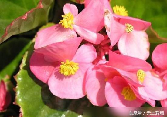 去甲醛效果最好的植物,去甲醛最好植物排行榜