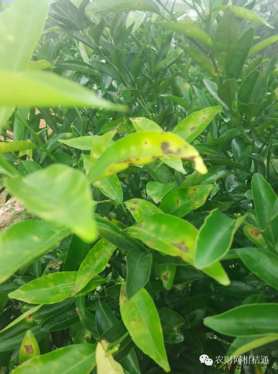 柑橘夏梢出现黄叶是什么原因,柑橘黄叶防治