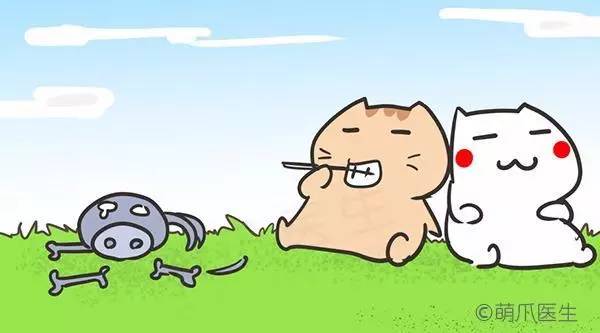 猫咪一直吃湿粮能够吗,猫粮干粮和湿粮能一起吃吗