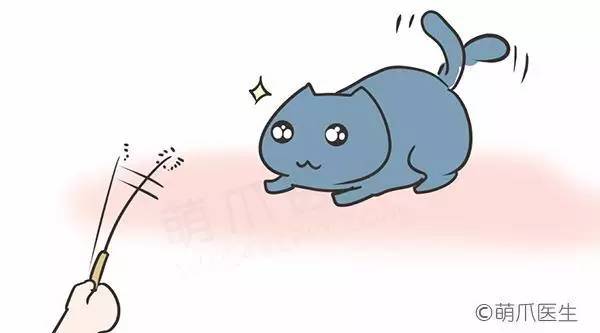 猫咪一直吃湿粮能够吗,猫粮干粮和湿粮能一起吃吗