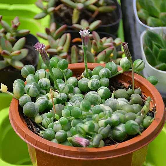 出锦的多肉叶插还会出锦吗,多肉出锦水培会退锦吗